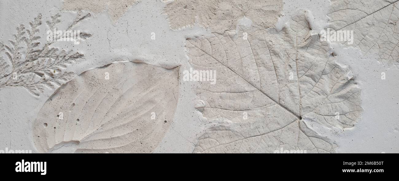 Impronta delle foglie su cemento. Giungla di cemento e la natura. Concetto di problema ambientale Foto Stock