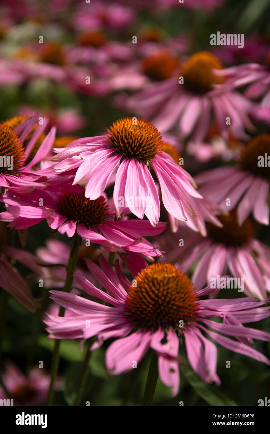 Fiori rosa, Echinacea Purpurea Foto Stock