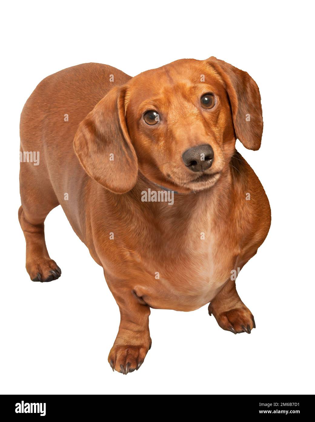 Un dachshund rosso (marrone) che guarda verso l'alto la telecamera. Isolato su bianco con spazio di copia. Foto Stock