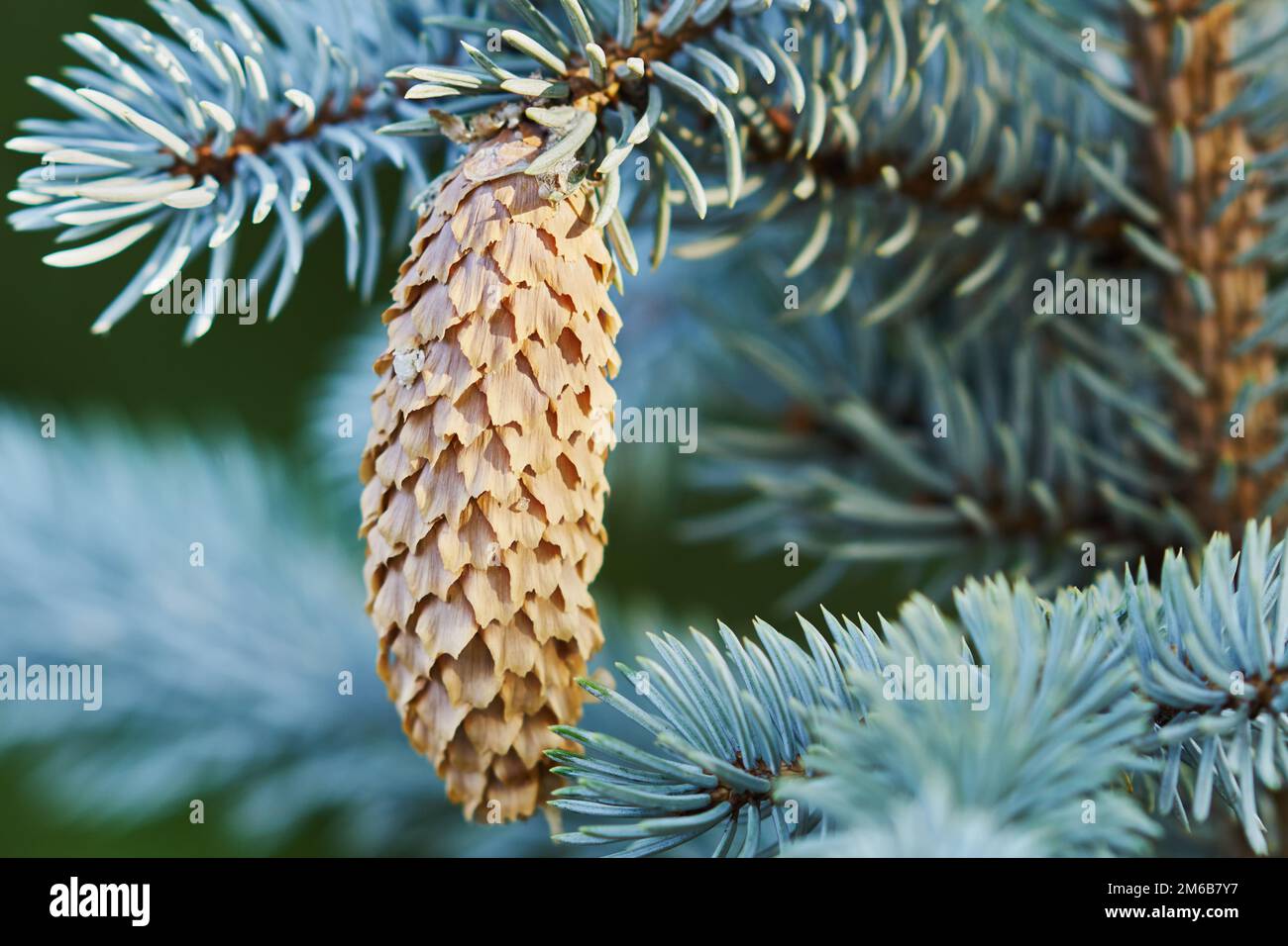 Cono di abete Foto Stock