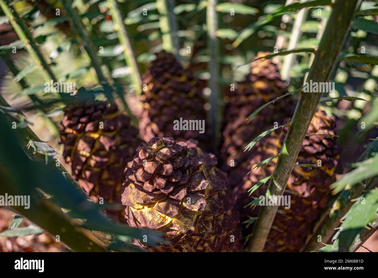 Malele o Kwango Giant Cycad Fruit closeup - coni gialli riempiti di amido Foto Stock