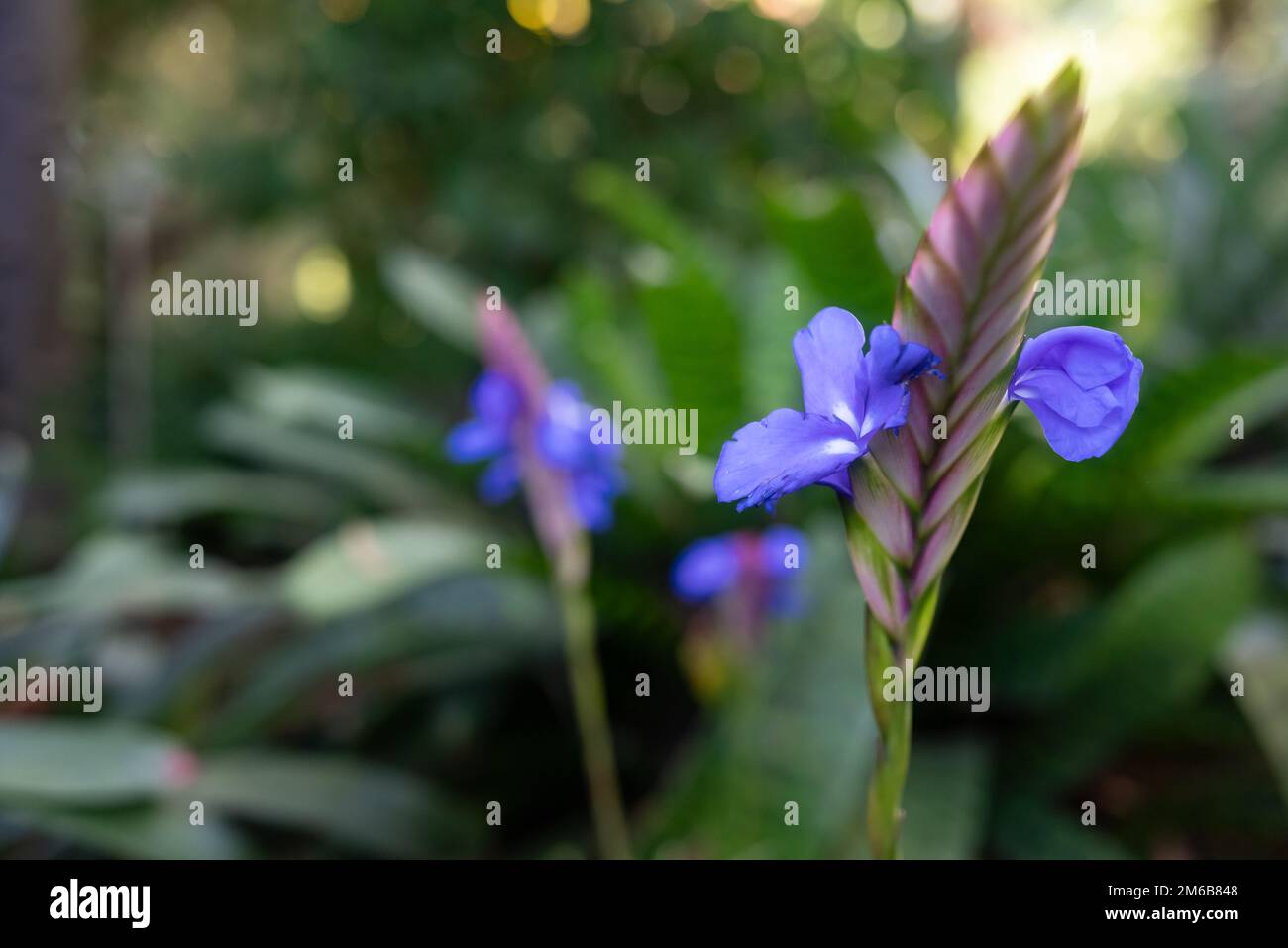 Primo piano di insoliti fiori rosa, viola e blu di wallisia duvalii Foto Stock