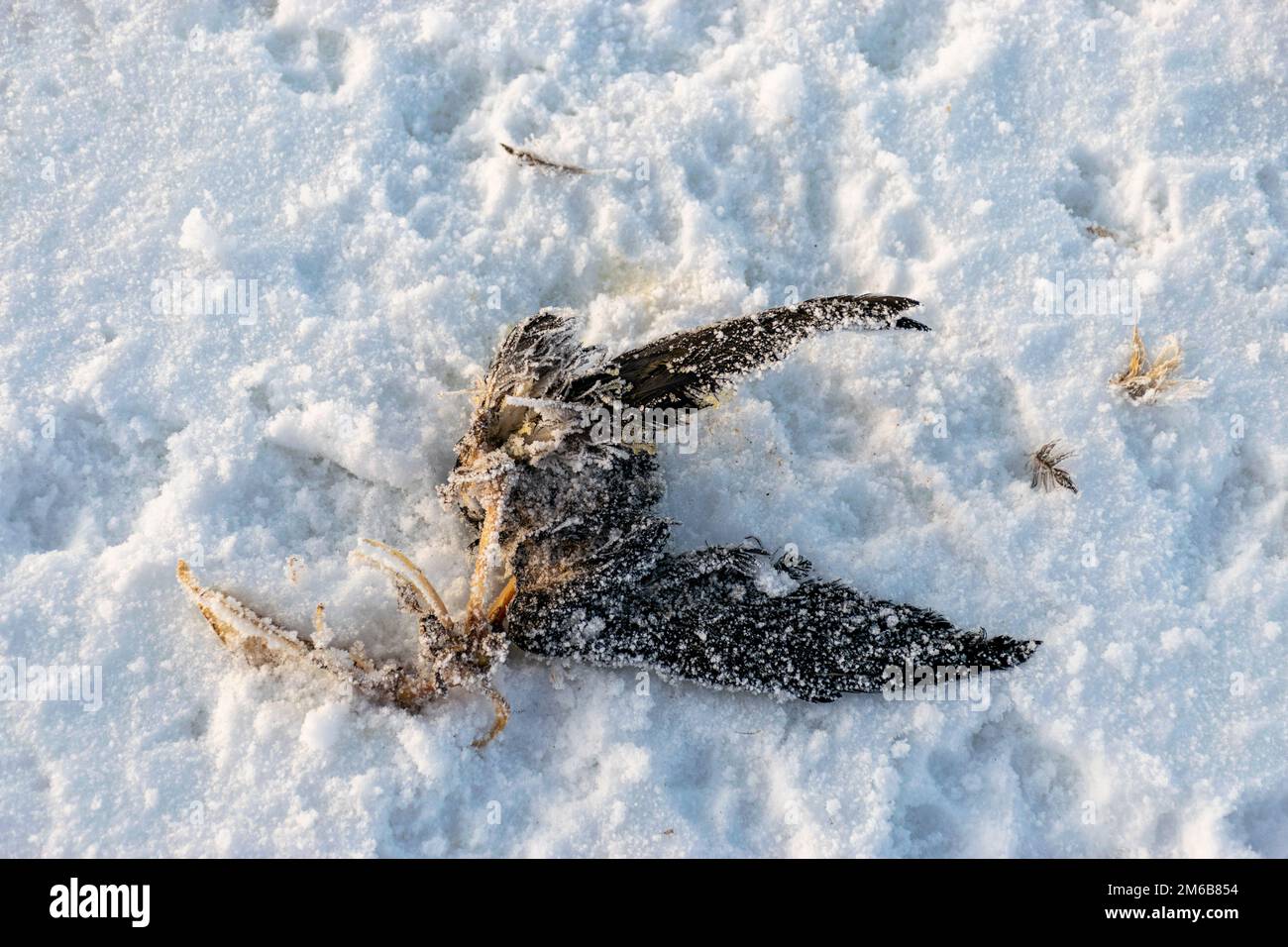 scena invernale con un abirdo morto tra le dune, la neve copre il corpo dell'uccello, tracce di un animale selvatico nella neve Foto Stock