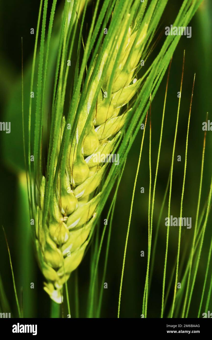 Spike di orzo verde Foto Stock
