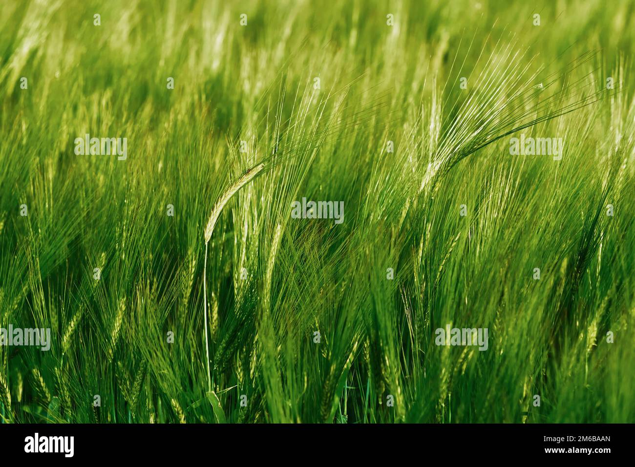 Campo verde di orzo Foto Stock