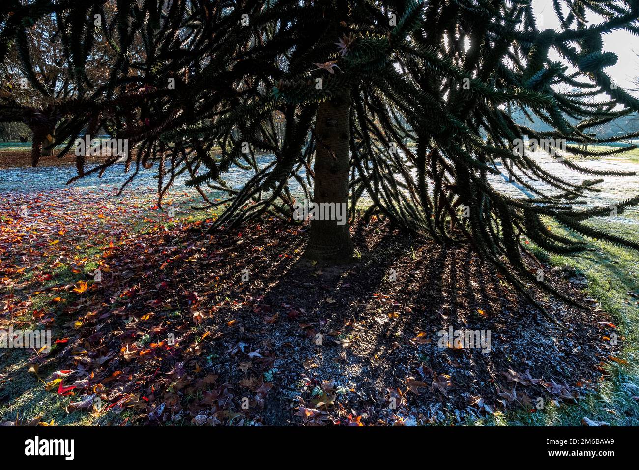 Scena invernale - silhouette di abete con luce solare filtrata che fanno motivi artistici sull'erba spolverata di neve Foto Stock Scena invernale - silhouette di abete con luce solare filtrata che fanno motivi artistici sull'erba spolverata di neve Foto Stock