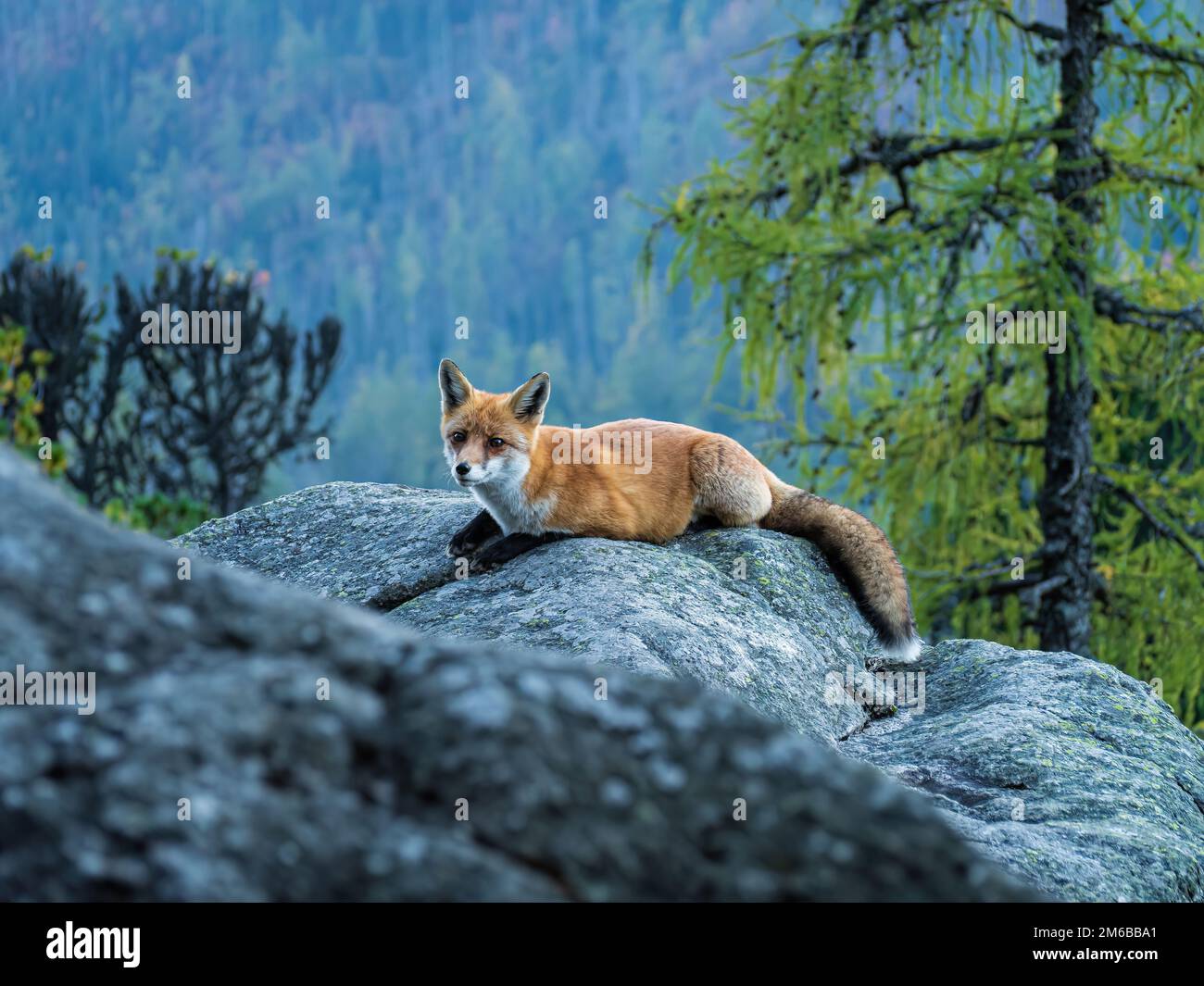 Giovani vulpi volpi rossi adagiati su una roccia che guarda sullo sfondo della foresta di pini Foto Stock