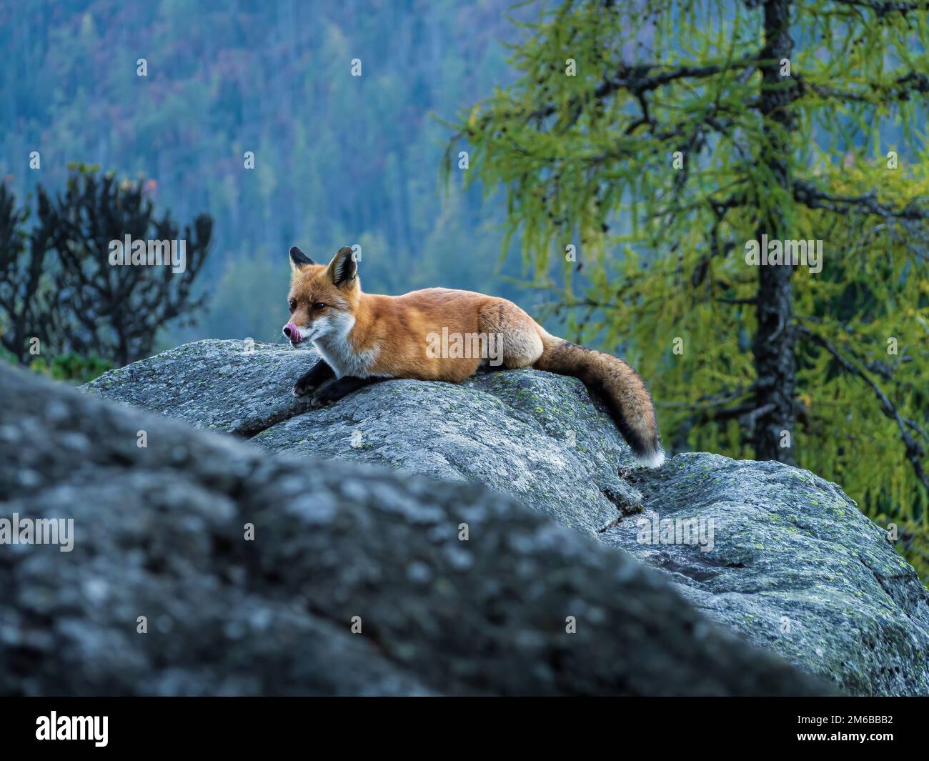 Giovani vulpi volpi rossi che giacciono su una roccia che lecca la bocca nella foresta di montagne sullo sfondo del pino Foto Stock