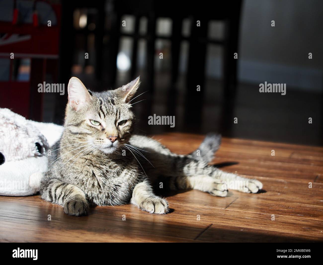 Morphy il gatto tabby prendere il sole Foto Stock