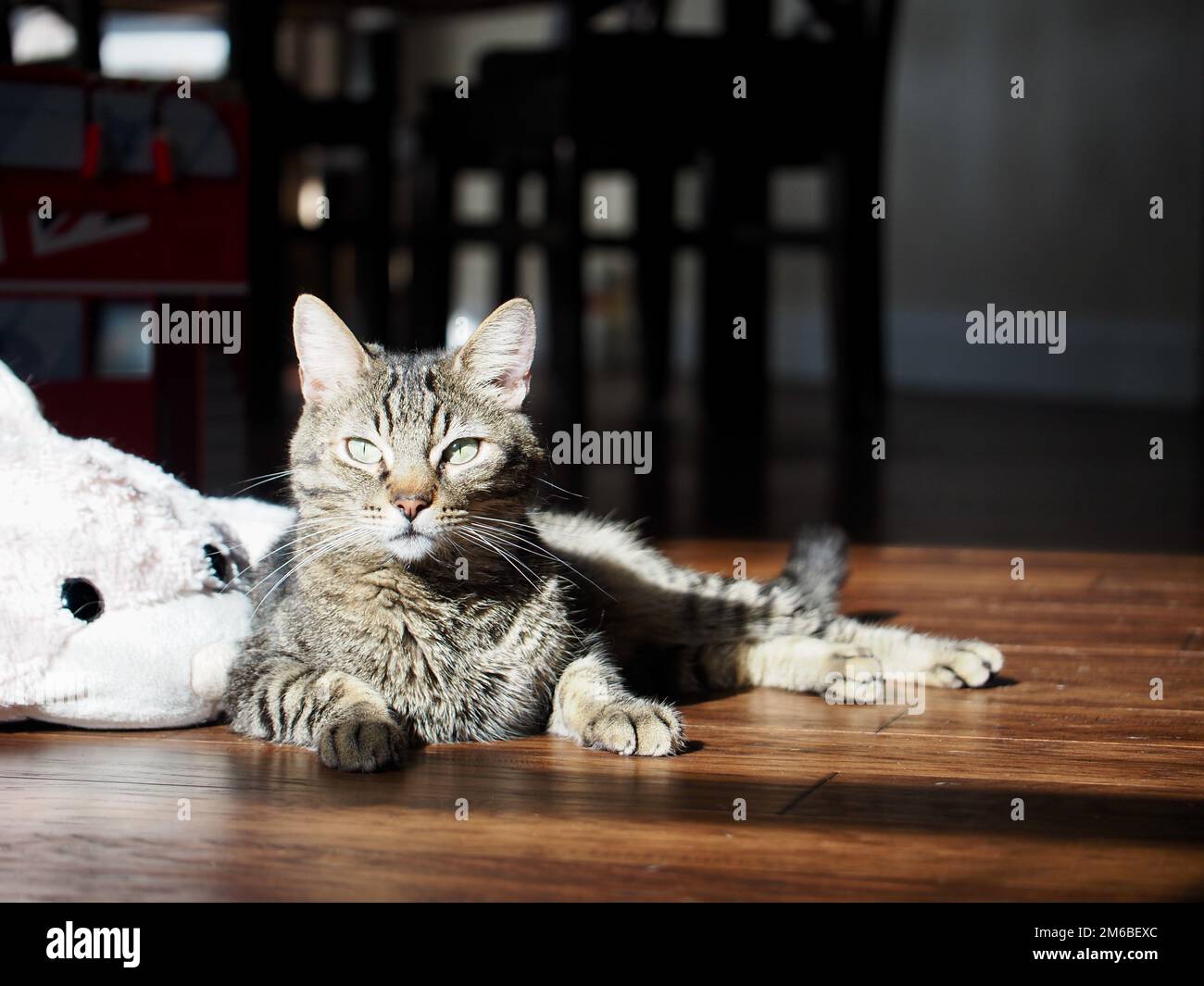 Morphy il gatto tabby prendere il sole Foto Stock