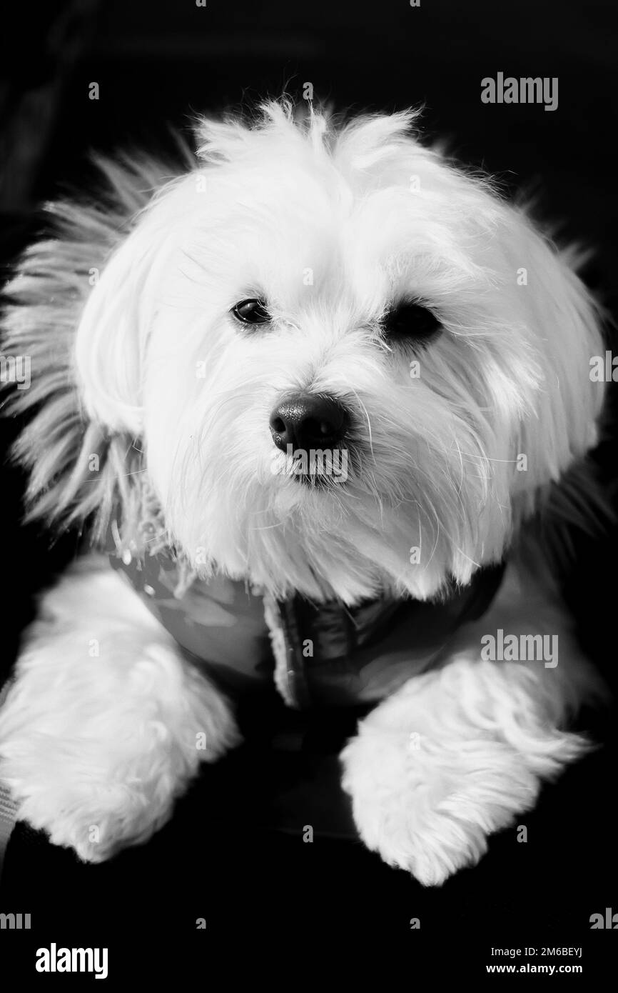 Ritratto di un cane bianco maltese che indossa una giacca rossa appoggiata alla sua borsa. Foto Stock