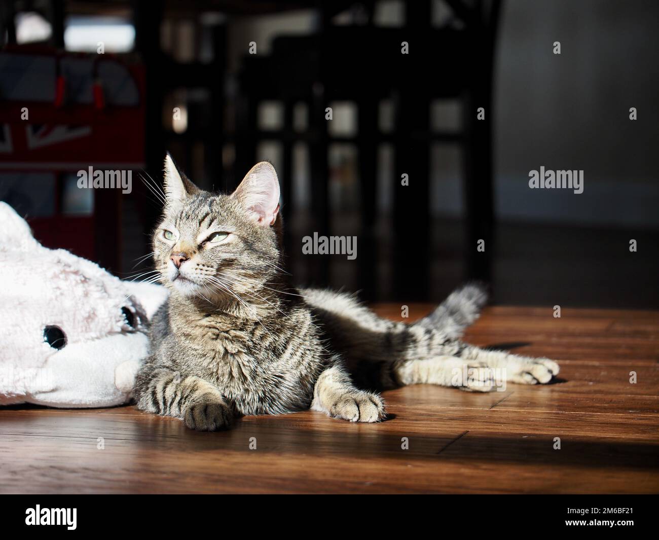 Morphy il gatto tabby prendere il sole Foto Stock