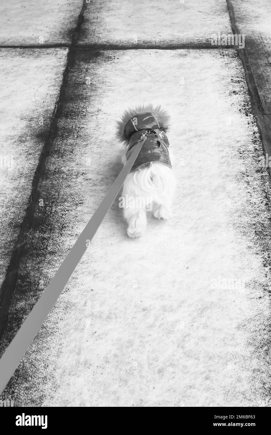 Un cane bichon maltese che indossa un cappotto rosso che cammina su un terreno di colore bianco con linee nere. Foto Stock