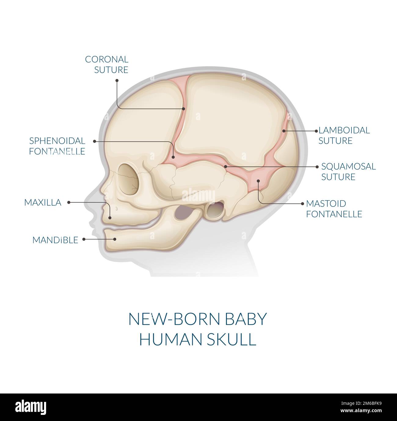 Cranio umano - Anatomia - Stock Illustration come file EPS 10 Illustrazione Vettoriale