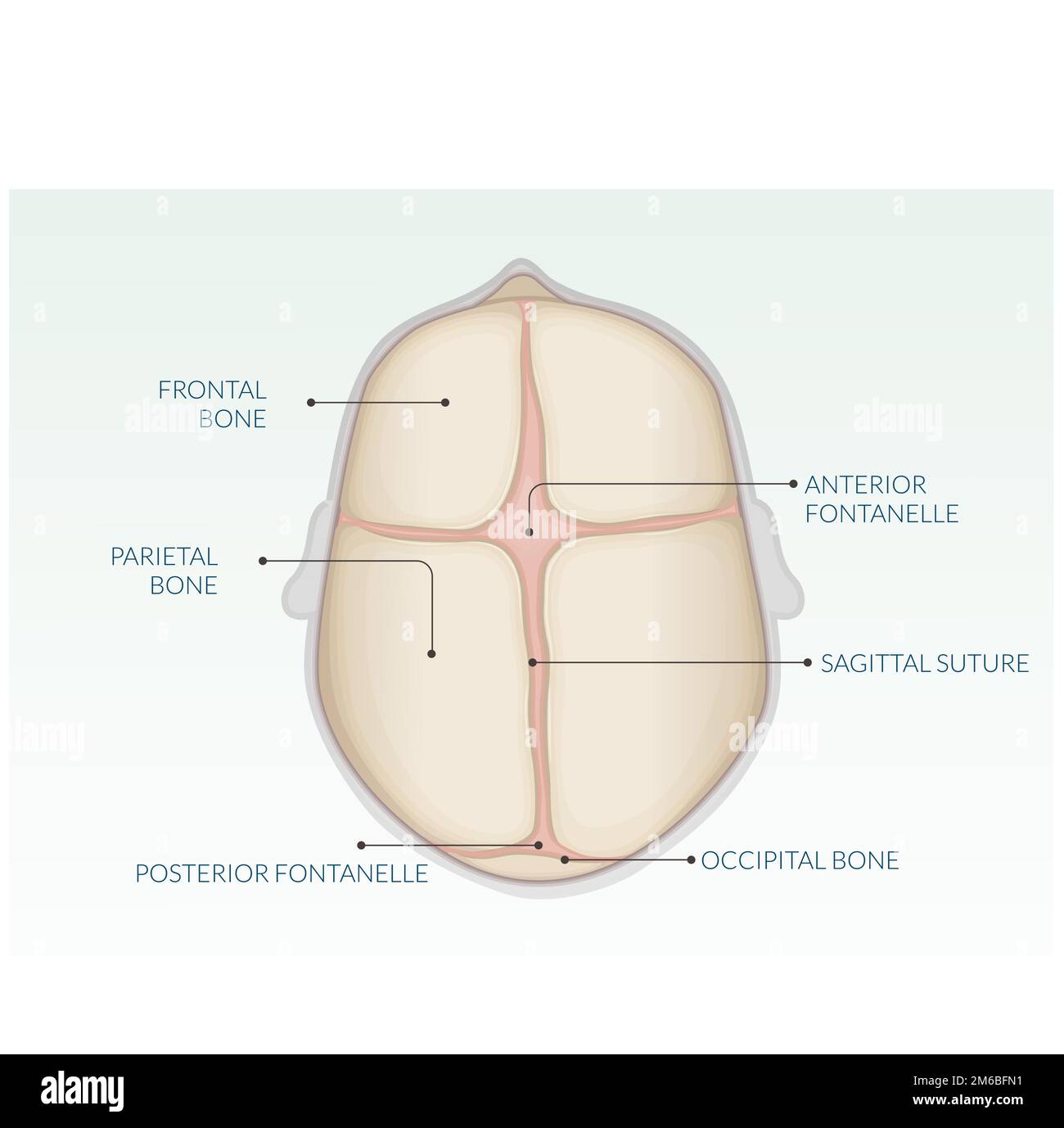 Cranio umano - Anatomia - Stock Illustration come file EPS 10 Illustrazione Vettoriale