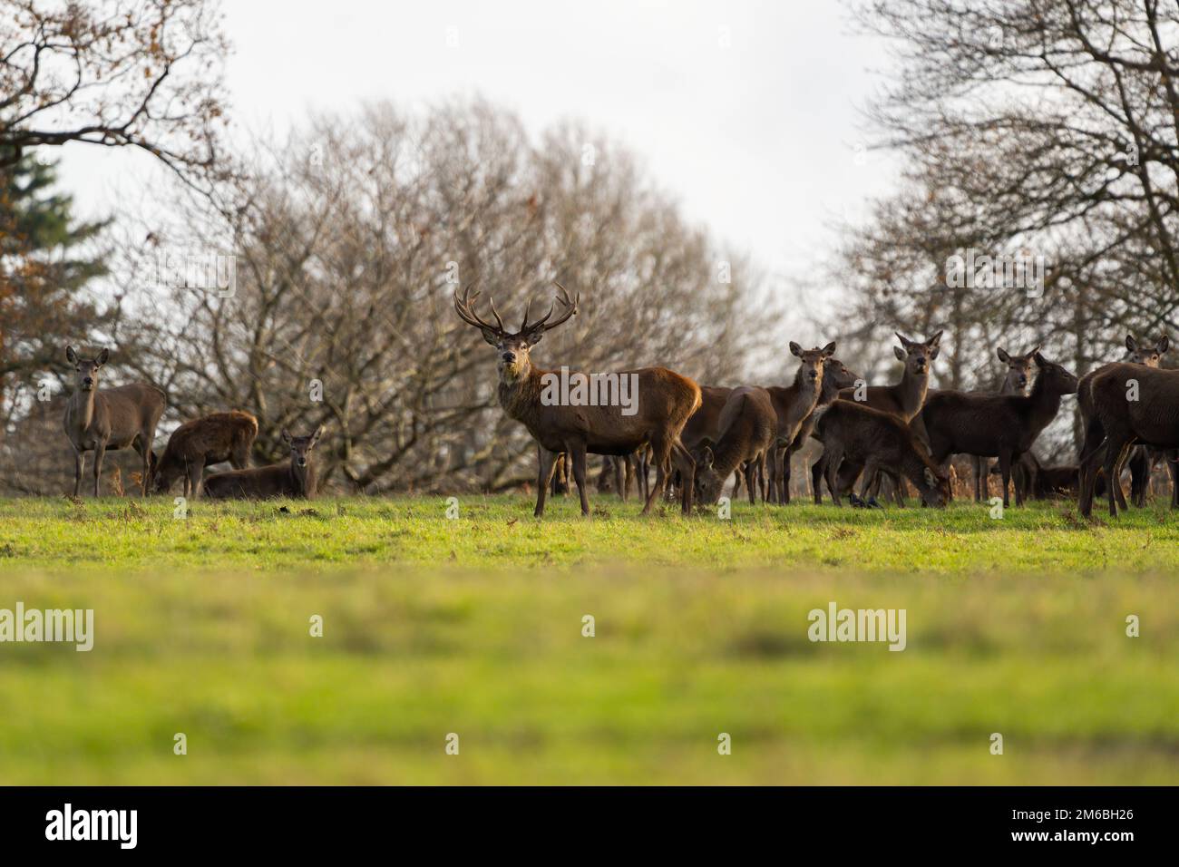 Cervo rosso nel Parco Estate. Foto Stock