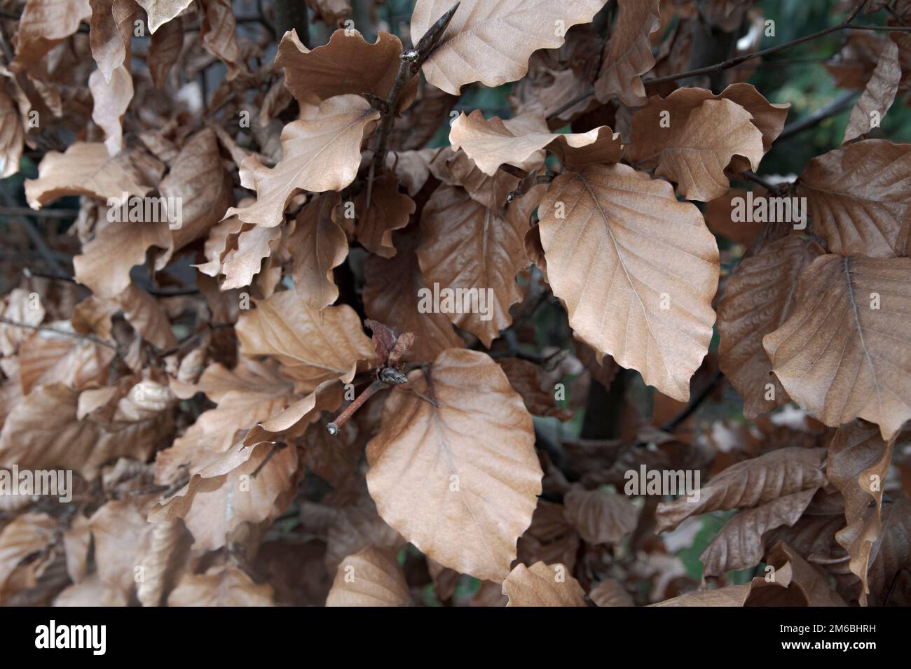 Primo piano del faggio di rame (Fagus sylvatica atropurpurea) Foto Stock