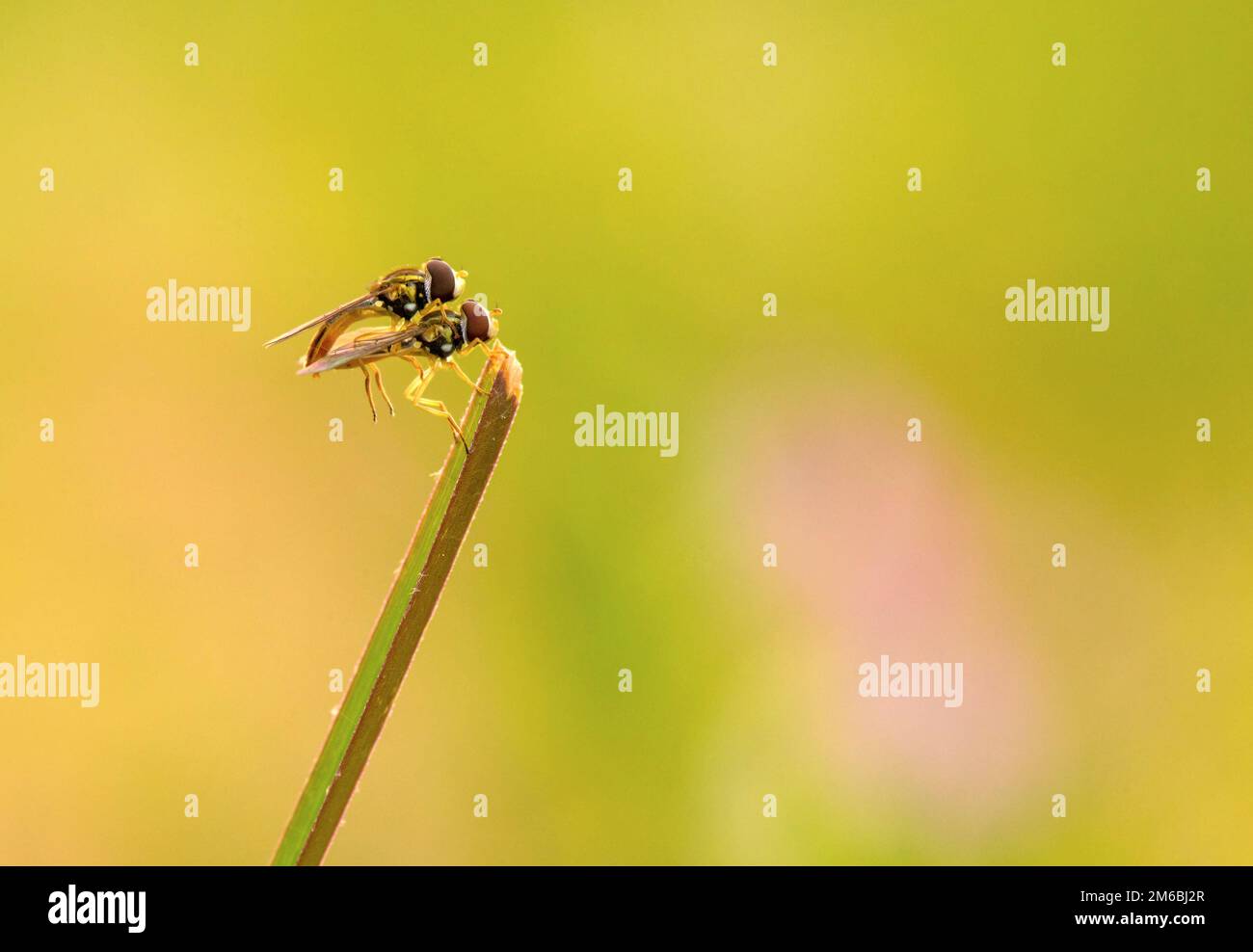 Robberfly Foto Stock