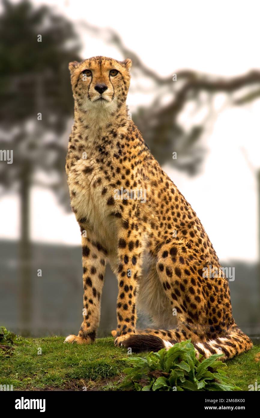 Dirigiti verso Cheetah, seduto guardando la fotocamera Foto Stock