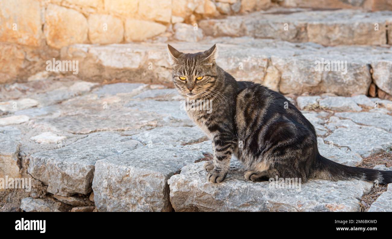 Gatto Tabby sull'isola di Hydra, Grecia. Foto Stock