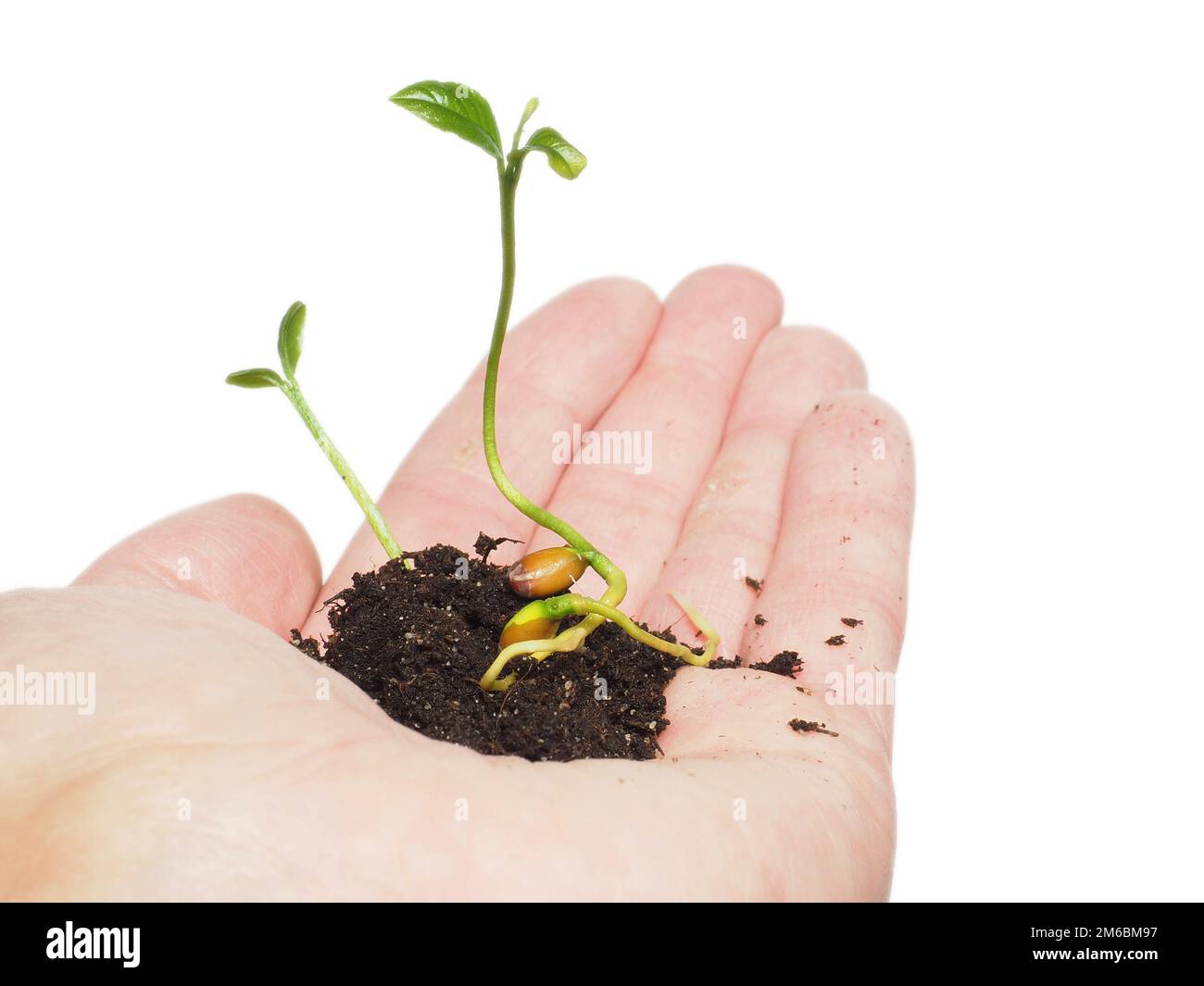 Germogliazione di semi giovani nel suolo, in mano su bianco Foto Stock