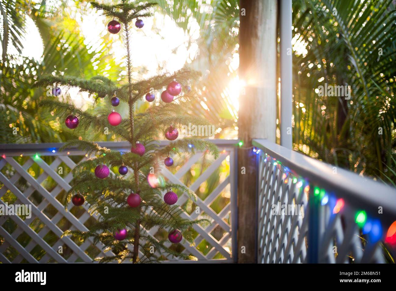 Festa di Natale tropicale Foto Stock