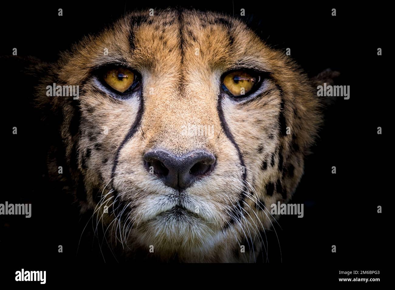 Un ritratto in primo piano frontale del volto di un ghepardo con sfondo nero Foto Stock
