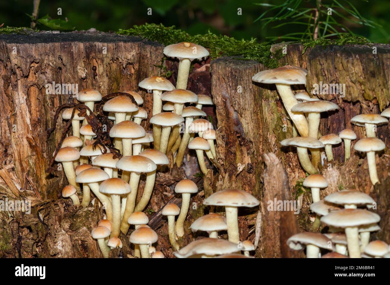 Amante del legno raggruppato, Hypholoma fasciculare, Catalogna, Spagna Foto Stock