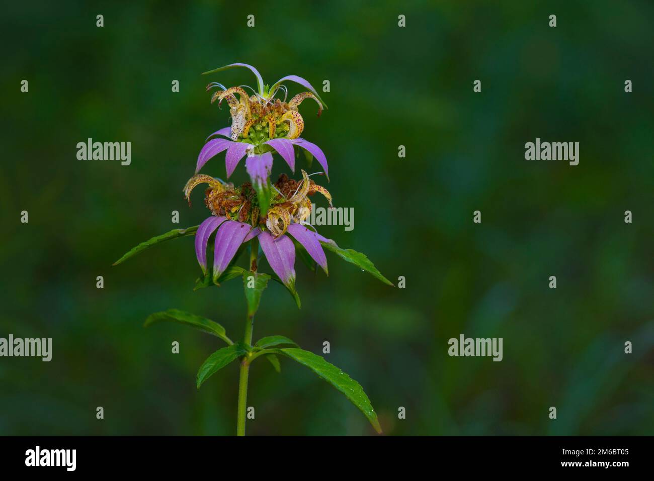 Bee-balm macchiato (Monarda punctata) Foto Stock