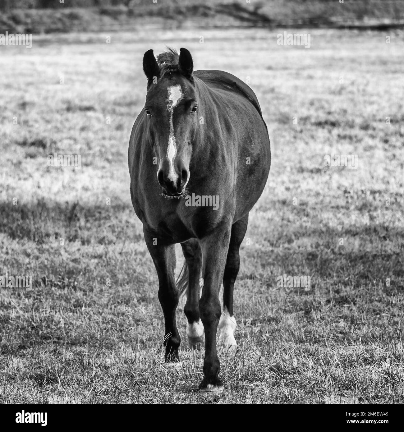 Faccia Di Cavallo Foto E Immagini Stock In Bianco E Nero Alamy faccia-di-cavallo-foto-e-immagini-stock-in-bianco-e-nero-alamy