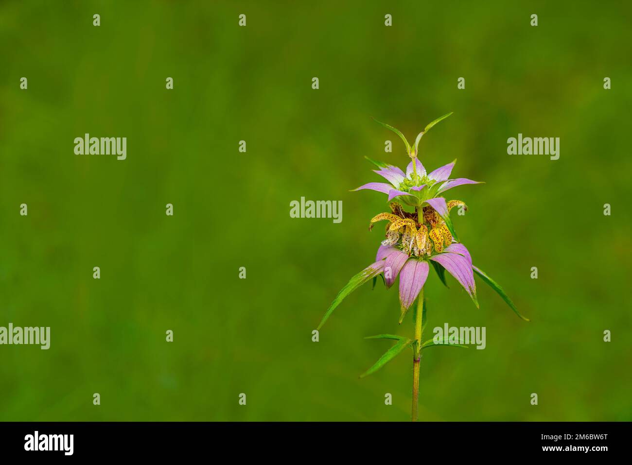 Bee-balm macchiato (Monarda punctata) Foto Stock