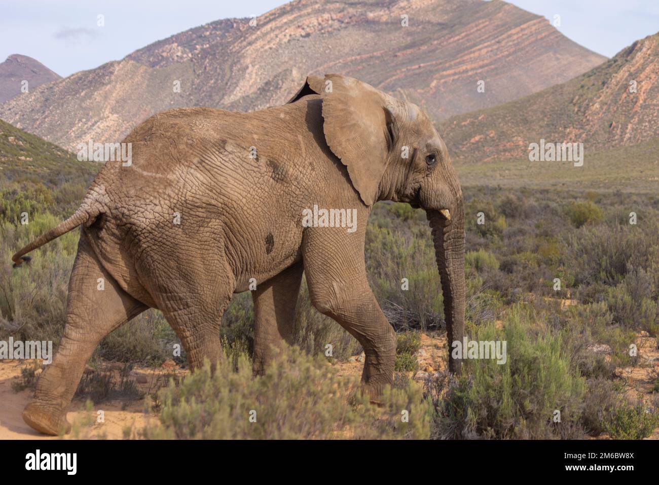 Elephant nel selvaggio prendere a piedi Foto Stock