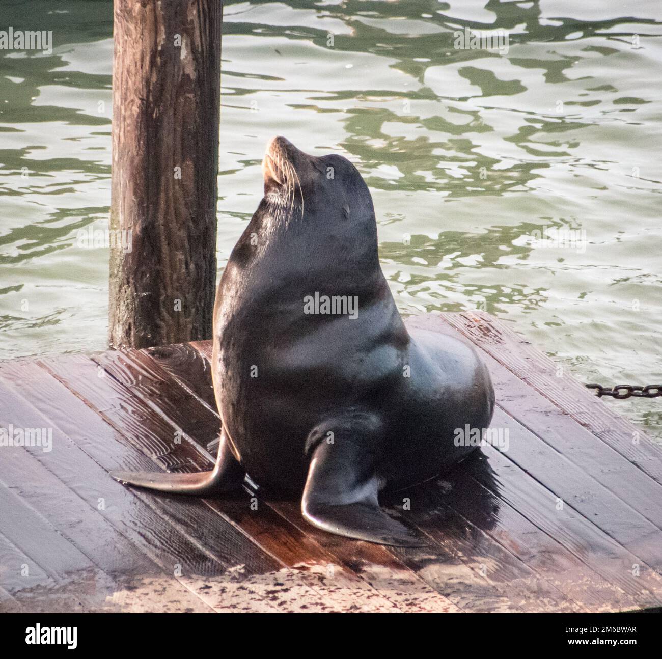 Orgoglioso leone marino su una tavolozza di legno Foto Stock