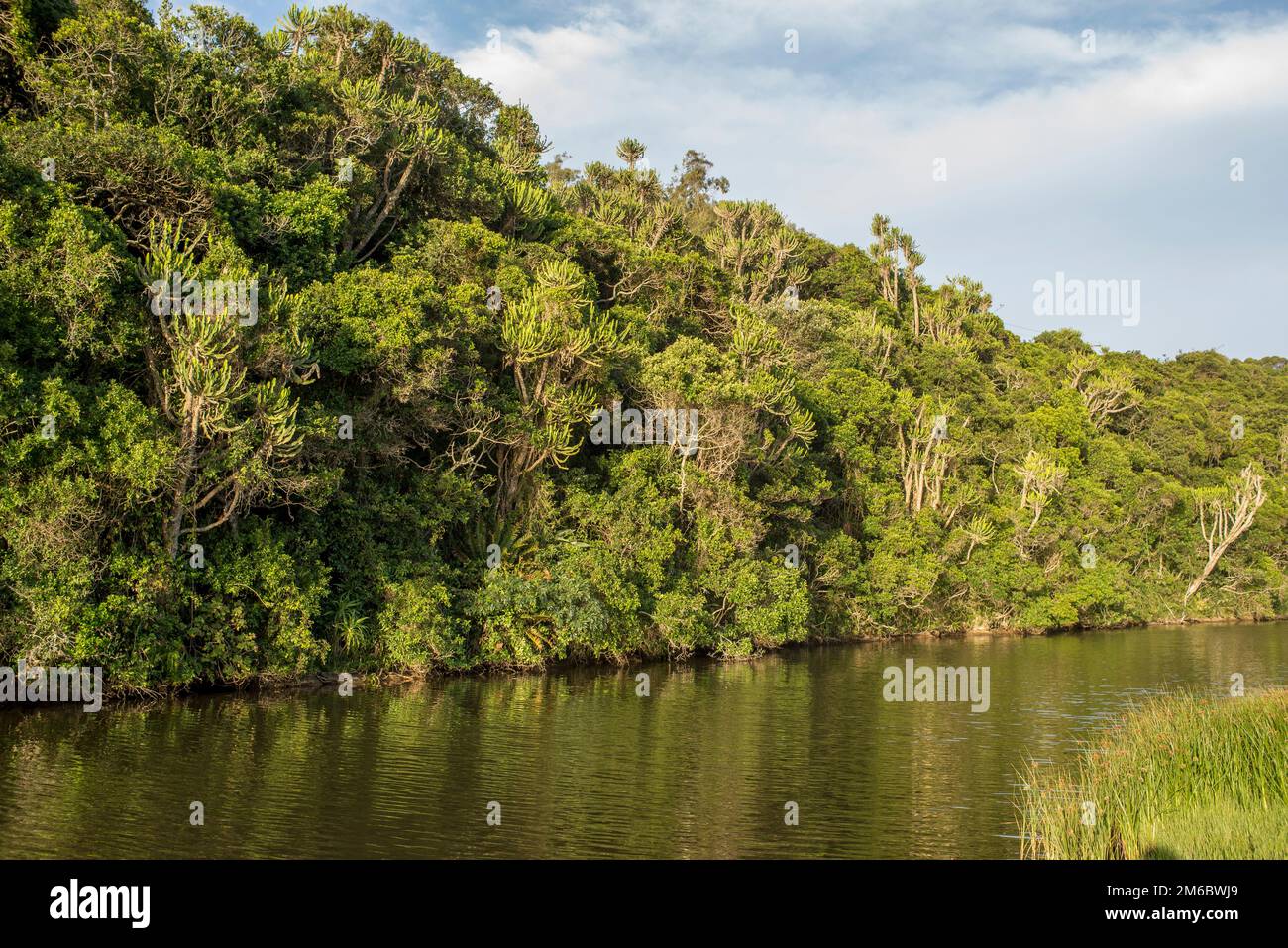 Foresta tropicale sulla riva del fiume Foto Stock