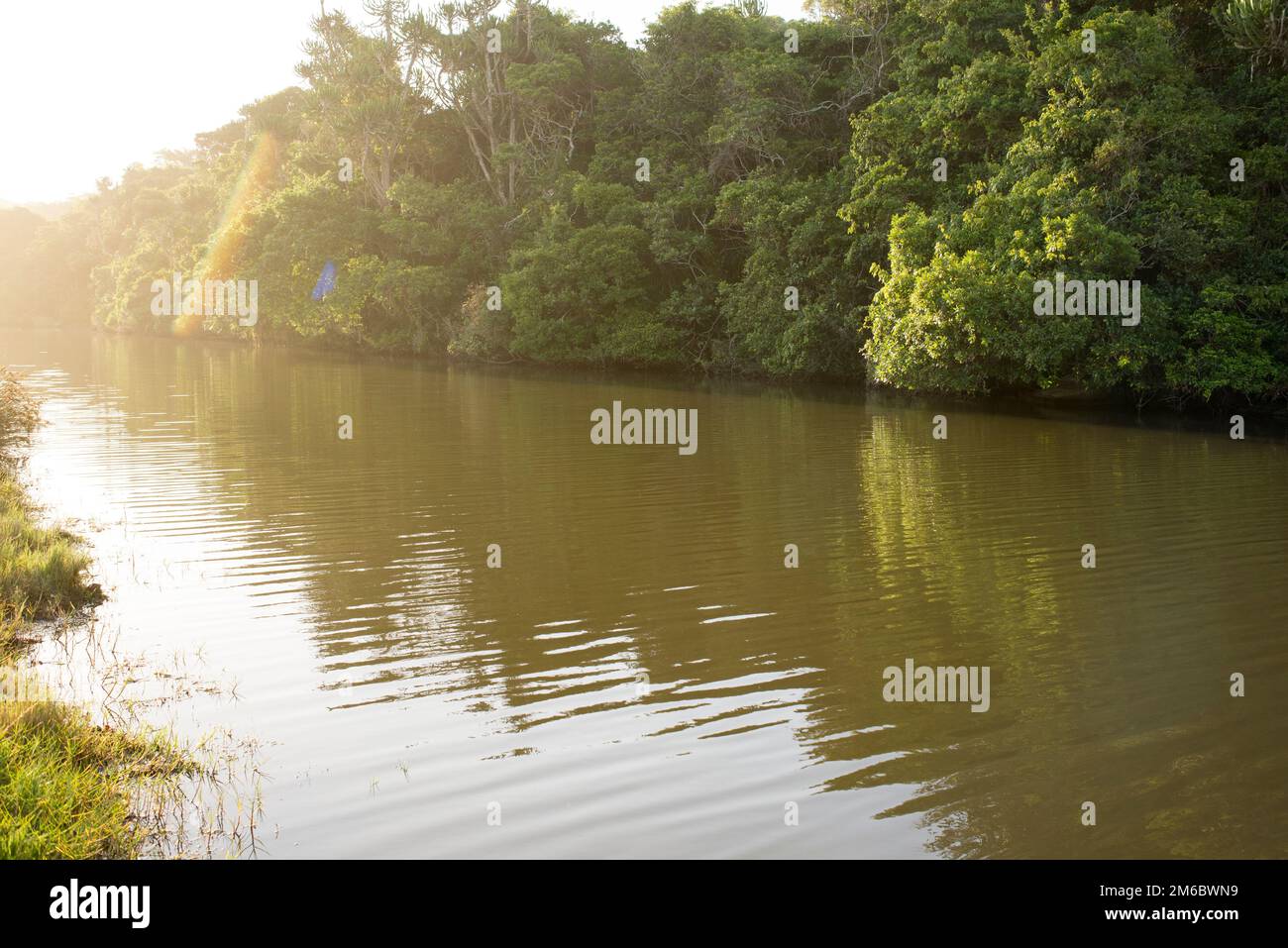 Foresta tropicale di River Bank Foto Stock