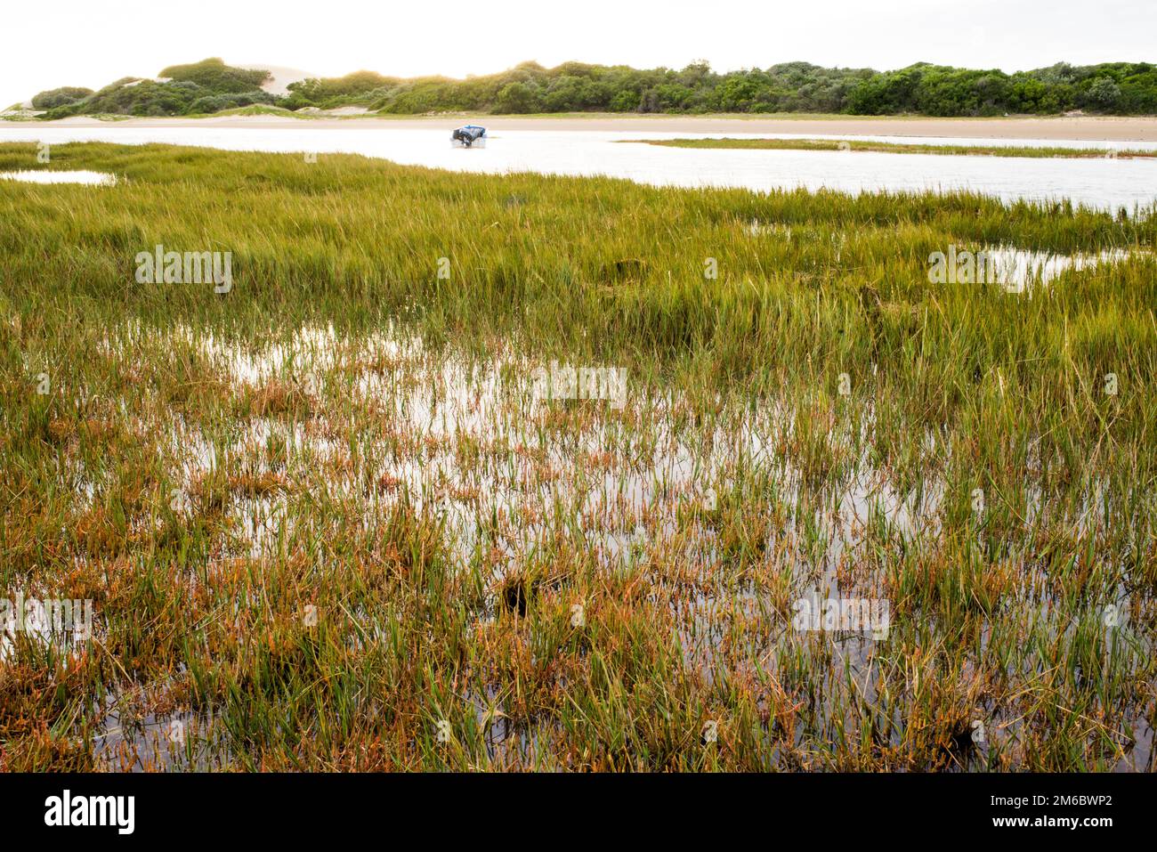 Bocca di fiume Foto Stock