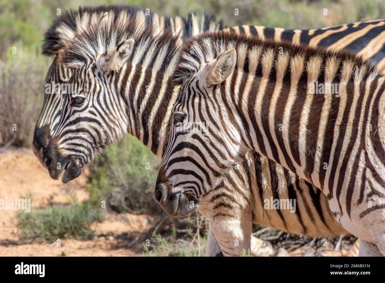 un trio di zebre in natura Foto Stock