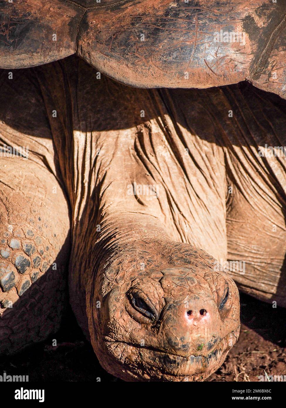 Galapagos Turtle Face Foto Stock