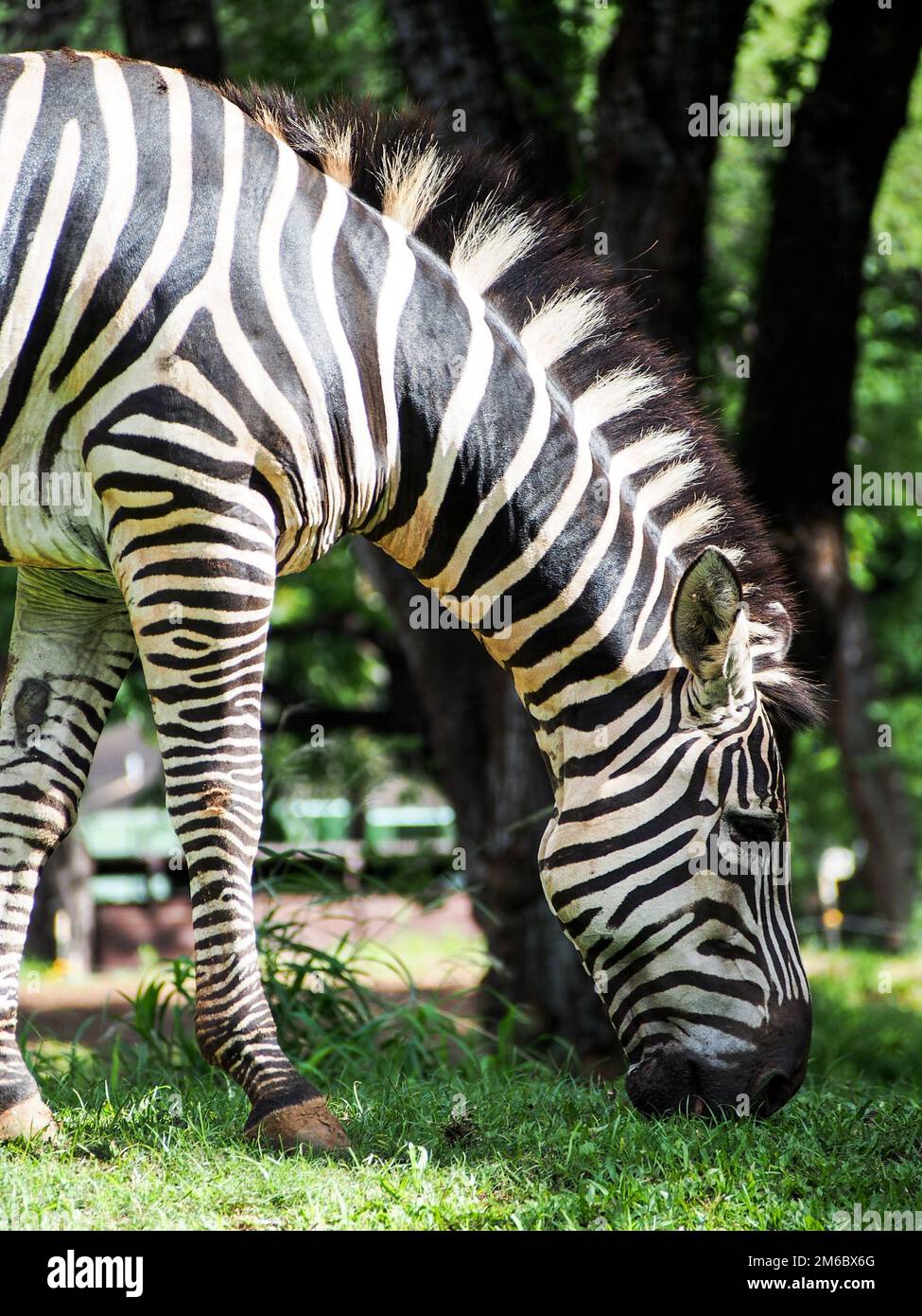 Pascolo della Zebra Foto Stock
