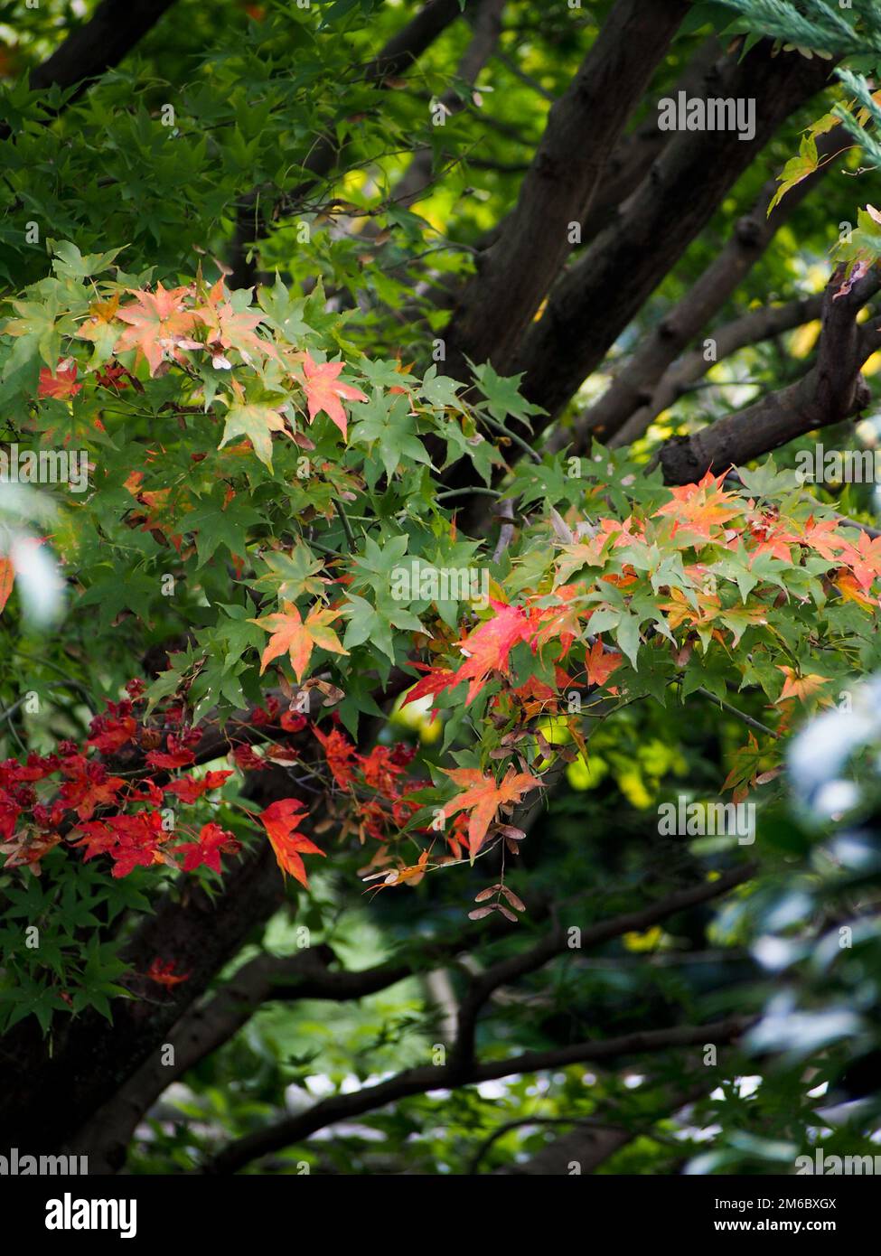 Foglie che girano colore su acero giapponese. Foto Stock