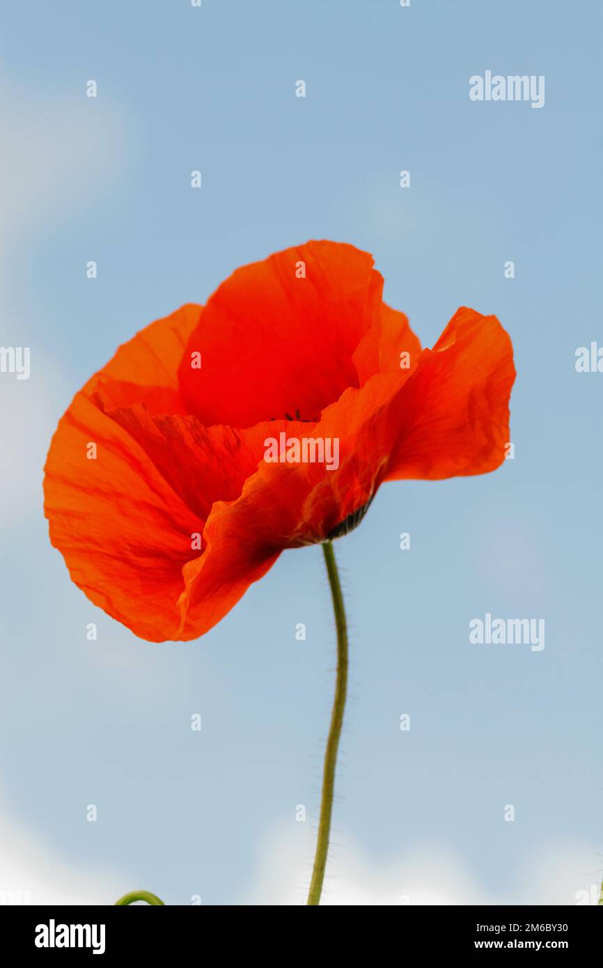 Unico fiore selvatico di papavero rosso sul cielo azzurro sfondo con focus sul fiore Foto Stock