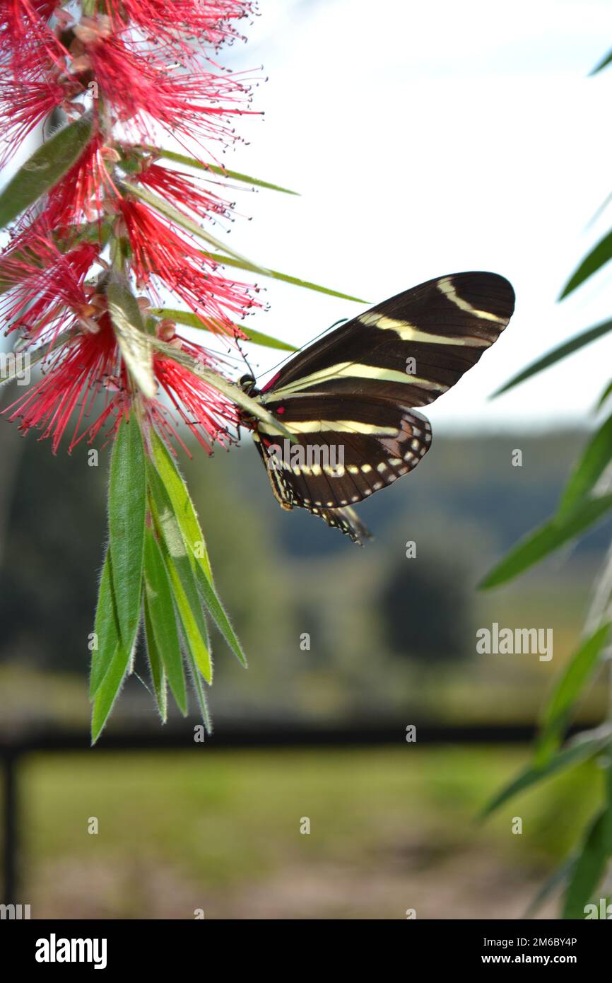 Farfalla nera e gialla sull'albero del pennello Foto Stock