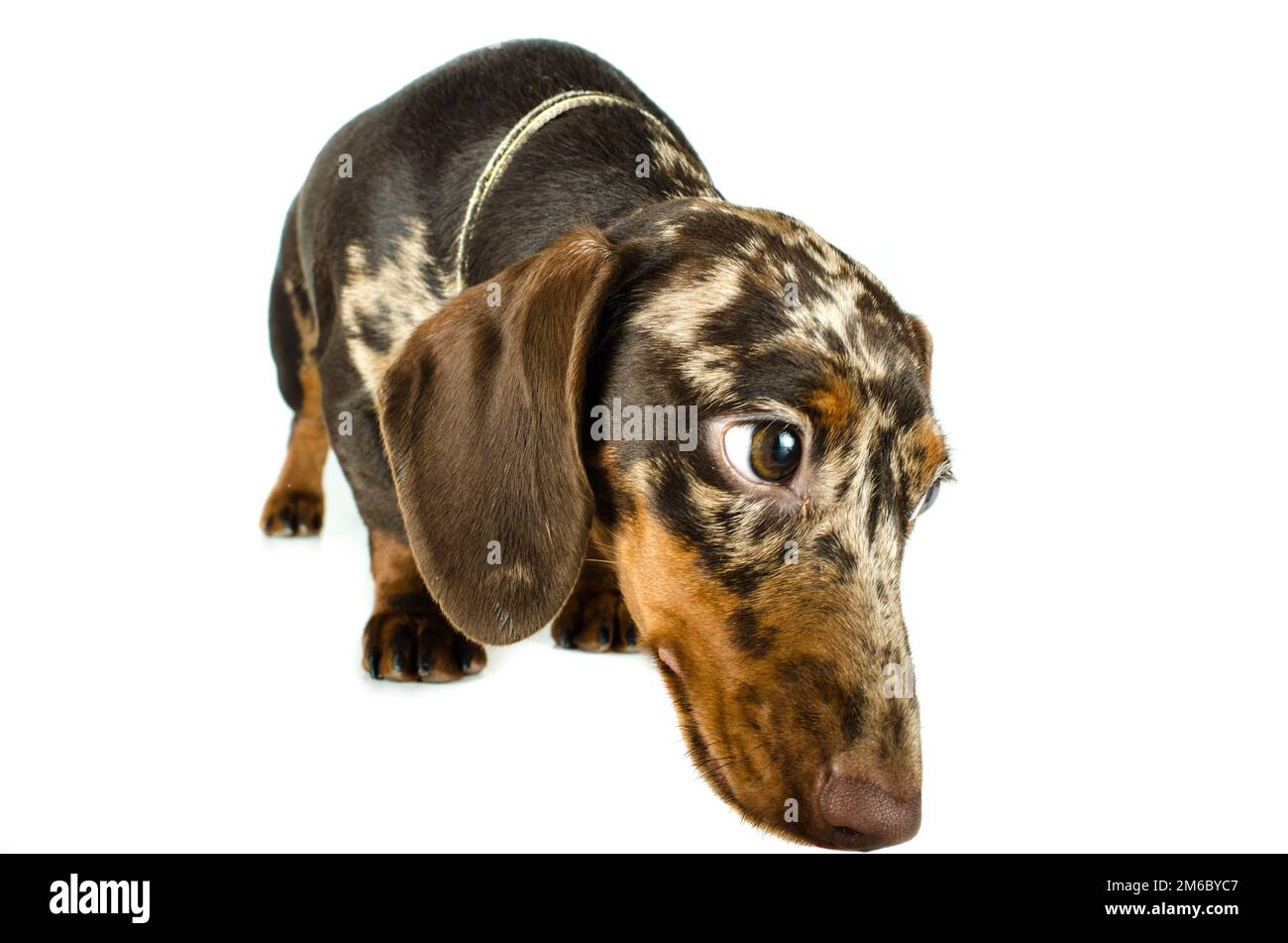 Dachshund Dog in marmo corto, cane da caccia, isolato su sfondo bianco Foto Stock