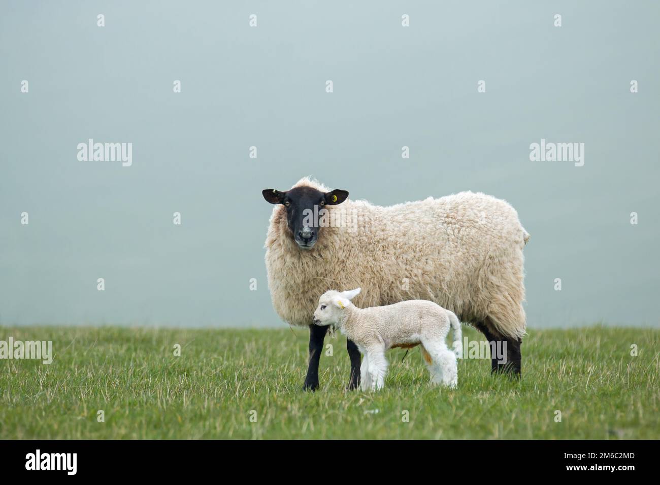 Una pecora e il neonato agnello sulla East Sussex South Downs durante la primavera. Foto Stock