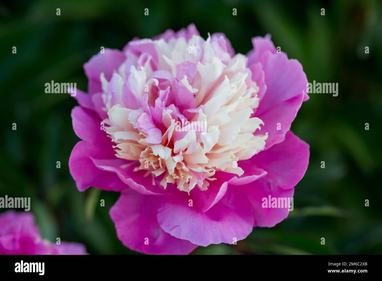 Peonie rosa bei petali fiori, fioritura di peonie rosa. Primo piano. Foto Stock