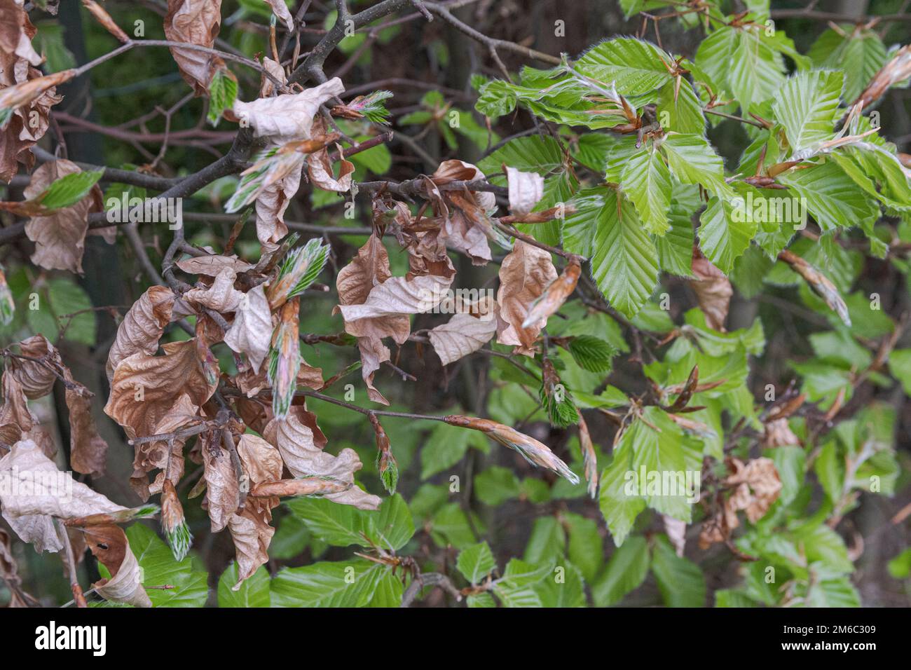 Faggio rame (Fagus sylvatica atropurpurea) cambiamento di colore delle foglie in primavera. Primo piano Foto Stock