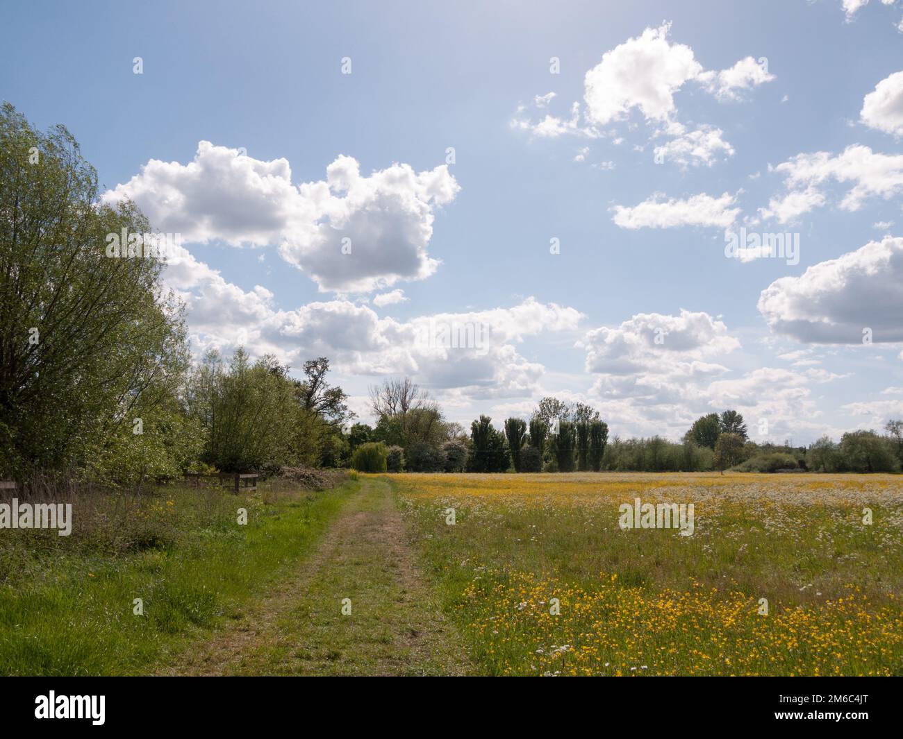 Tranquilla scena estiva di un percorso attraverso una posizione di campagna nel regno unito in essex Foto Stock