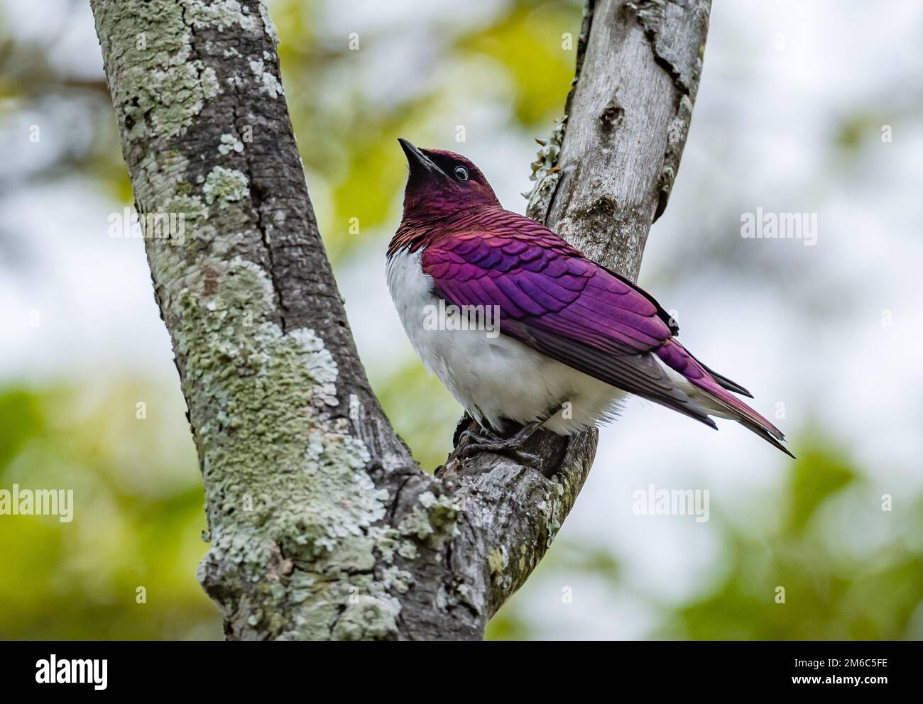 Un maschio Starling Violet-backed (Cinnyricinclus Leucogaster) arroccato su un ramo. Kruger National Park, Sudafrica. Foto Stock
