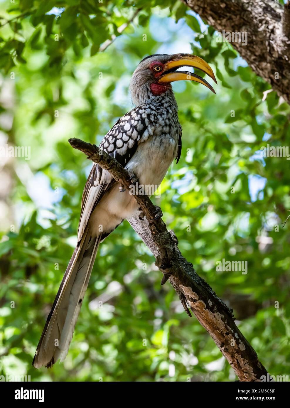 Un Hornbill (Tockus leucomelas) con fattura gialla meridionale arroccato su un ramo. Kruger National Park, Sudafrica. Foto Stock