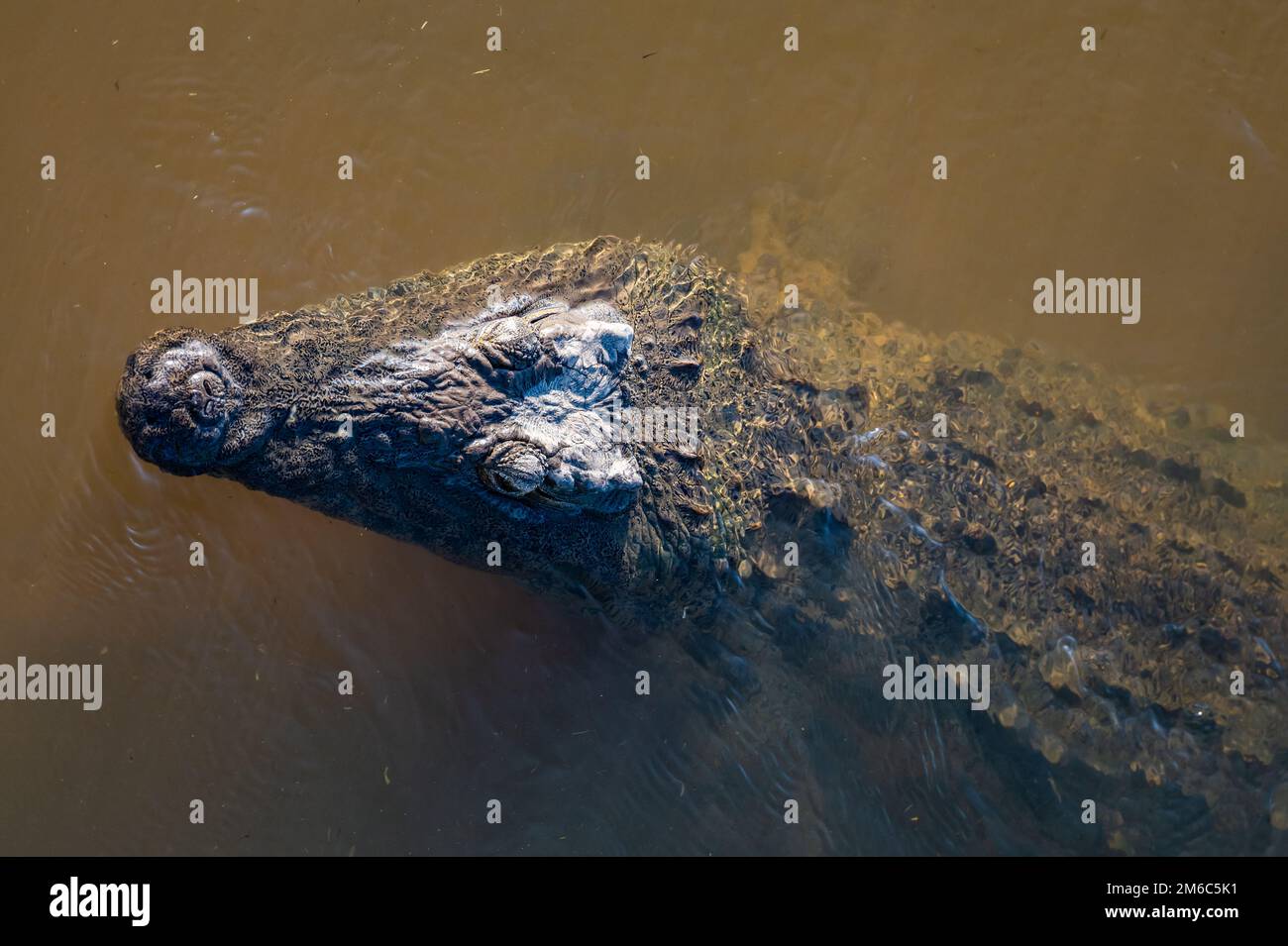 Testa di un coccodrillo del Nilo (Crocodylus niloticus) emerse dalla superficie dell'acqua. Kruger National Park, Sudafrica. Foto Stock